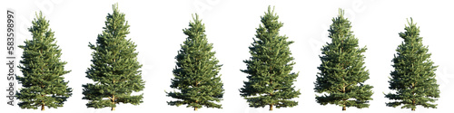 group of conifer trees isolated on transparent background photo
