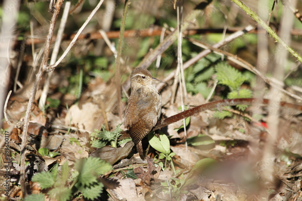 Eurasian wren (Troglodytes troglodytes) Eurasian wren (Troglodytes troglodytes)