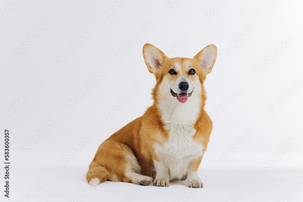 Adorable cute Welsh Corgi Pembroke sitting on white background and looking at camera. Most popular breed of Dog