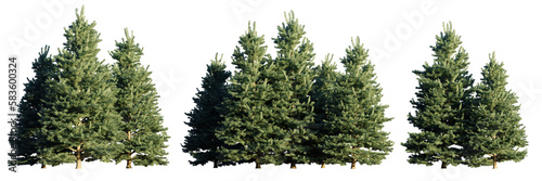 Photo set of conifer tree groups isolated on transparent background