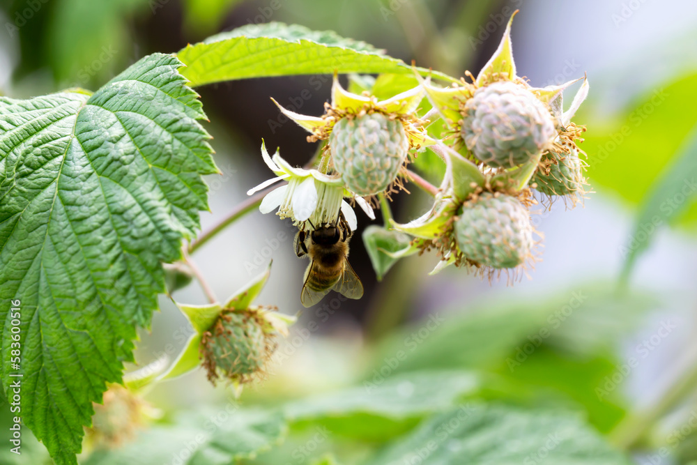 Bee pollinates a raspberry flower in vegetable garden. Ripening young fruits. New harvest. Locally grown. Selective focus, defocus Bee pollinates a raspberry flower in vegetable garden. Ripening young fruits. New harvest. Locally grown. Selective focus, defocus