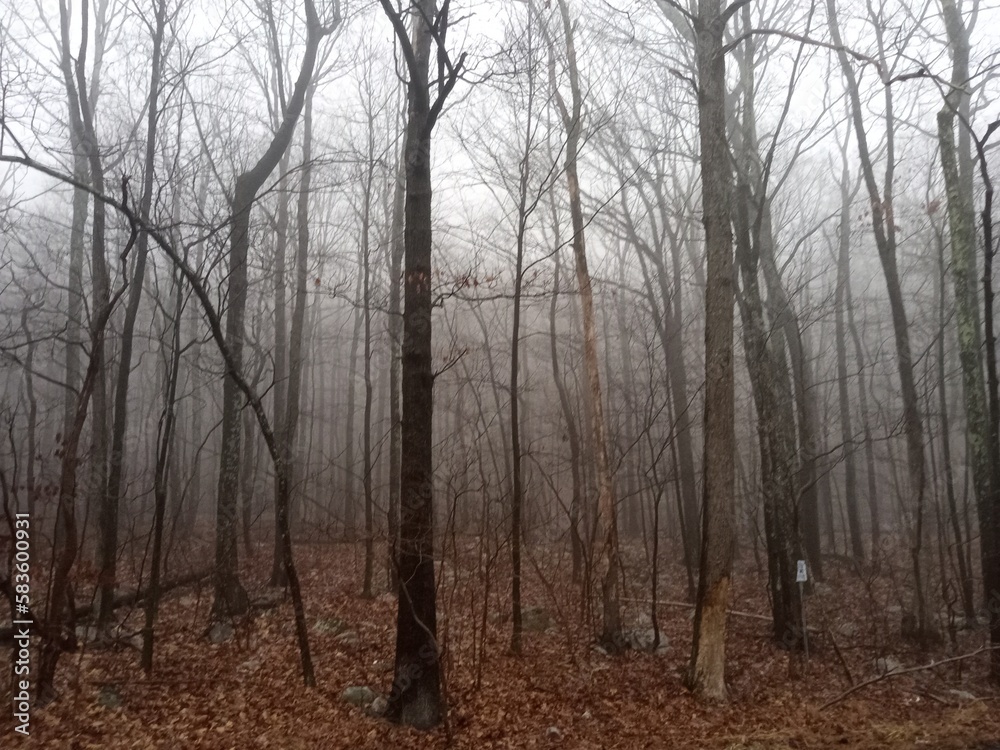 Obraz premium fog in forest trail