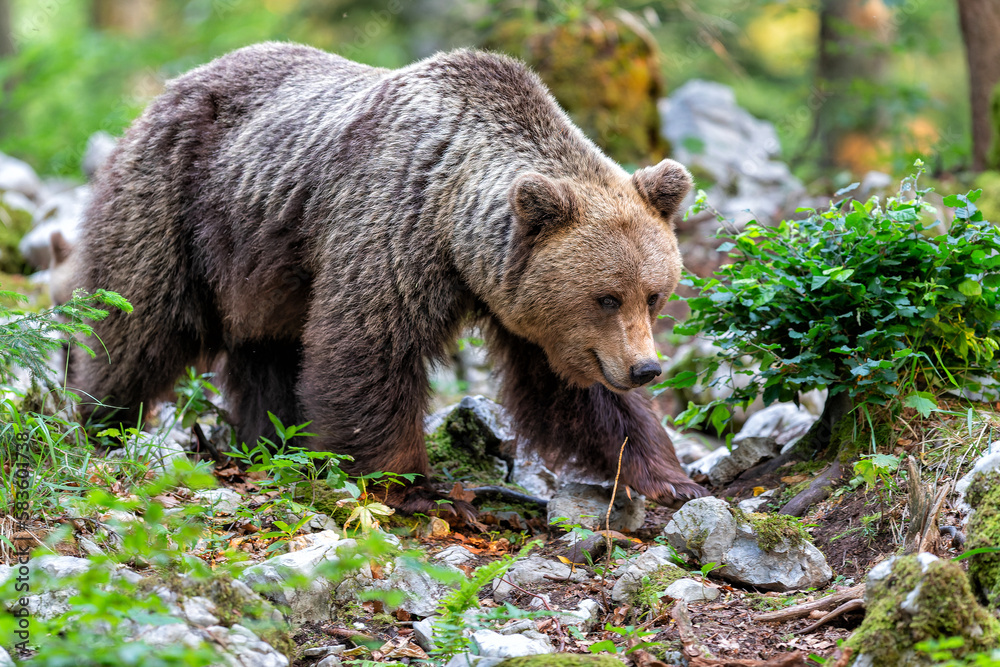 Brown bear - close encounter with a wild brown bear eating in the forest and mountains of the Notranjska region in Slovenia Brown bear - close encounter with a wild brown bear eating in the forest and mountains of the Notranjska region in Slovenia