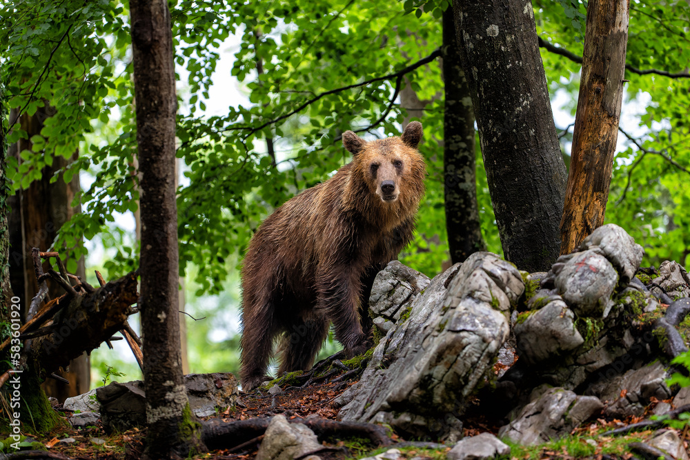 Fototapeta premium Brown bear - close encounter with a wild brown bear eating in the forest and mountains of the Notranjska region in Slovenia