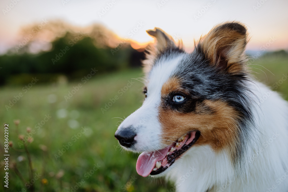 Portrait of border collie outdoor in a meadow. Portrait of border collie outdoor in a meadow.