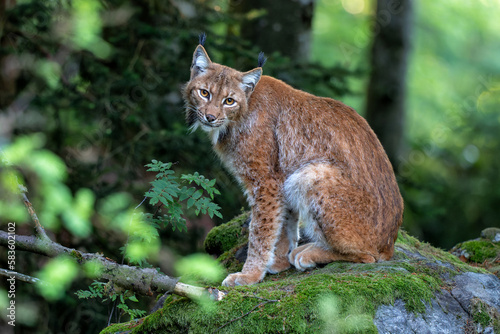 Lynx hanging around in the Bayerischer Wald National Park, Bayern, Germany © henk bogaard