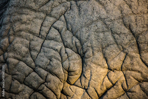 Close up image of an African Elephant in the greater Kruger area in Mpumalanga in South Africa © Dewald
