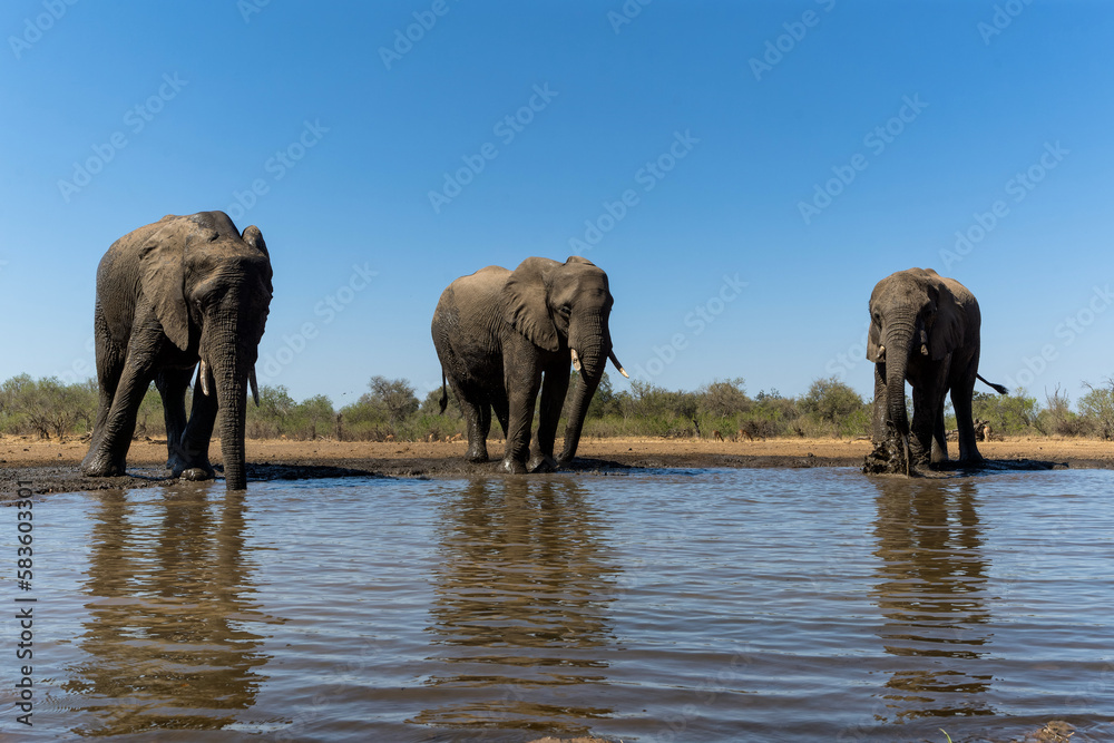 Obraz premium Elephants drinking and taking a bath in a waterhole in Mashatu Game Reserve in the Tuli Block in Botswana.