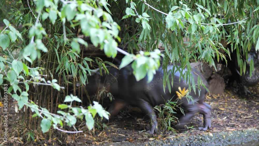 Small baby hippo and its mother hippo running on a lake shore Small baby hippo and its mother hippo running on a lake shore