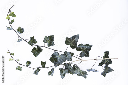 Ivy leaves on a white background photo