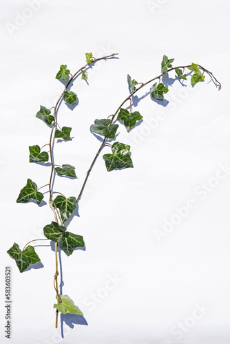 Ivy leaves on a white background