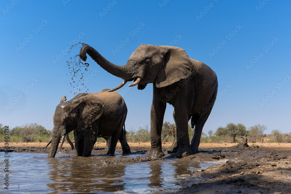 Elephants drinking and taking a bath in a waterhole in Mashatu Game Reserve in the Tuli Block in Botswana.