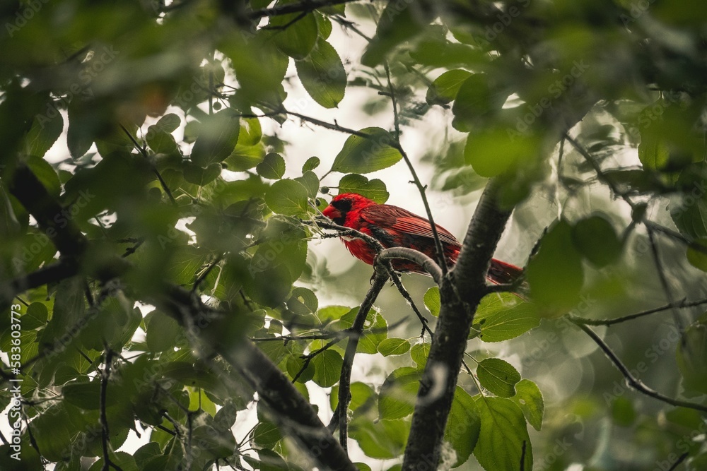Closeup of a cute Northern cardinal on a tree branch with green leaves Closeup of a cute Northern cardinal on a tree branch with green leaves