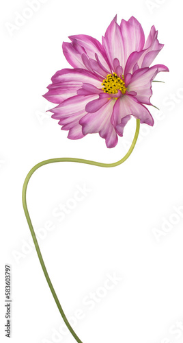 cosmos flower