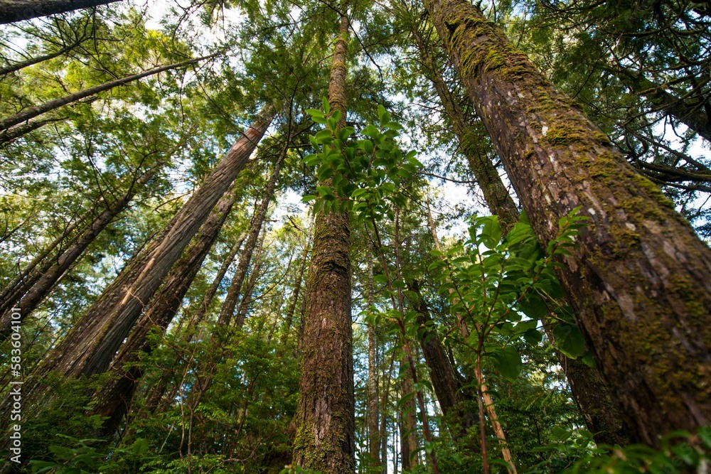 Fototapeta premium Low-angle view of a beautiful forest in Vancouver, Canada