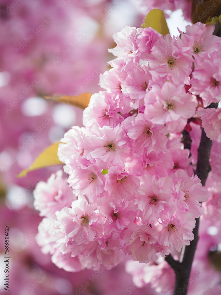 branch of blooming pink sakura. spring colorful plum blossom
