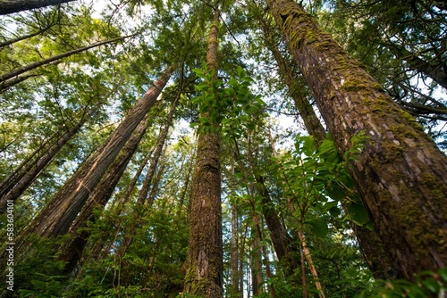 Low-angle view of a beautiful forest in Vancouver, Canada