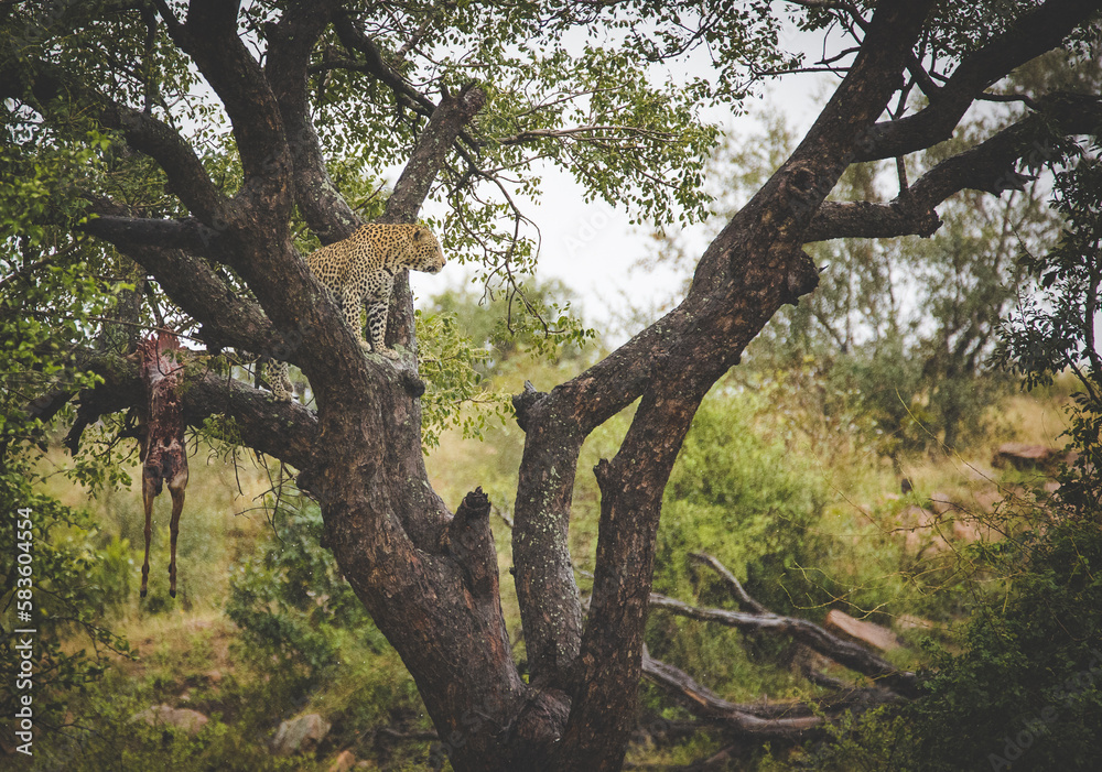 A stunning photo captures a leopard in a tree with an impala kill. Witness Africa's wildlife and the importance of conservation to protect endangered species and preserve biodiversity.