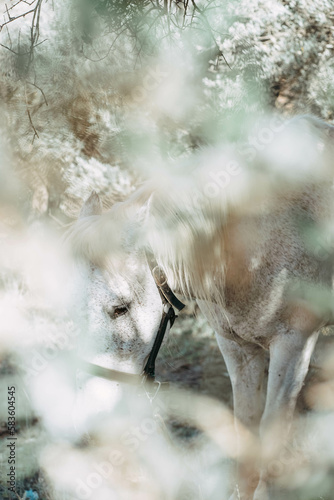 White horse in bloomy garden