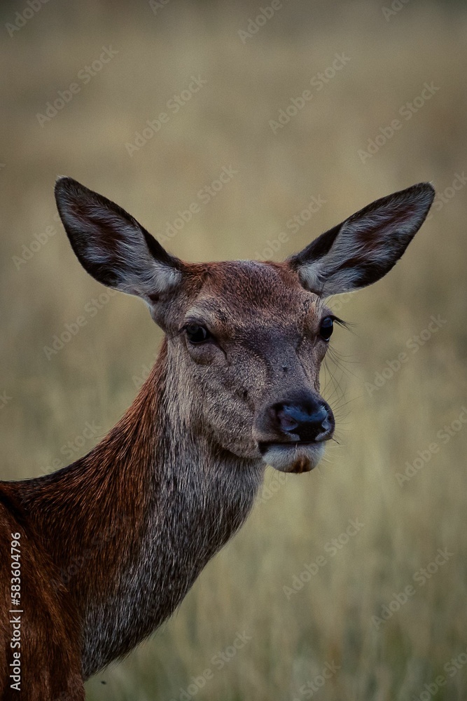 Selective focus shot of female deer