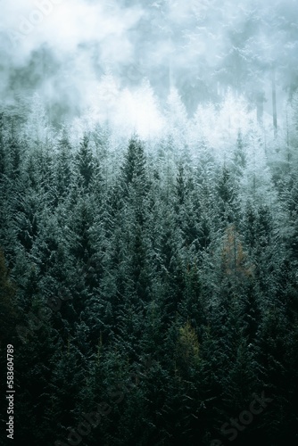 Vertical shot of dense coniferous trees in foggy forest