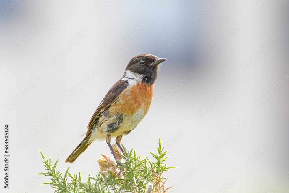 Beautiful stonechat during spring Beautiful stonechat during spring