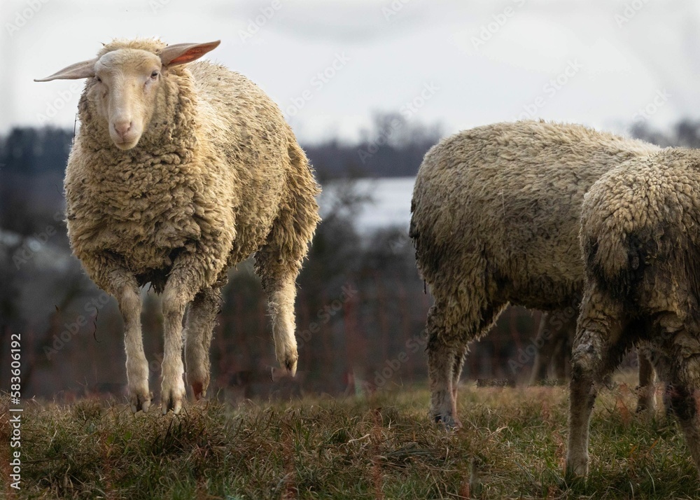 Obraz premium White sheep standing in a picturesque grassy field surrounded by trees