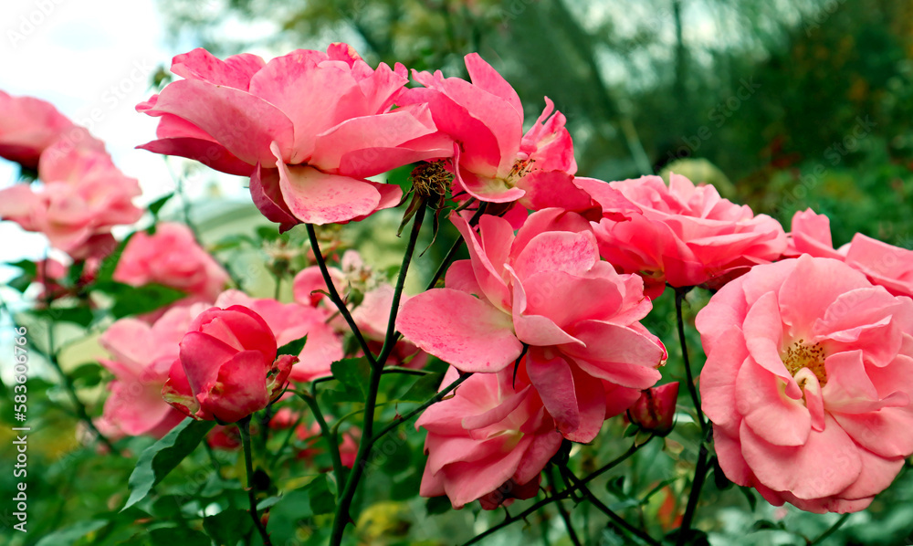 Pink rose close-up against the background of green foliage lit by natural sunlight. Beautiful flowering plants in the summer garden. Pink rose close-up against the background of green foliage lit by natural sunlight. Beautiful flowering plants in the summer garden.