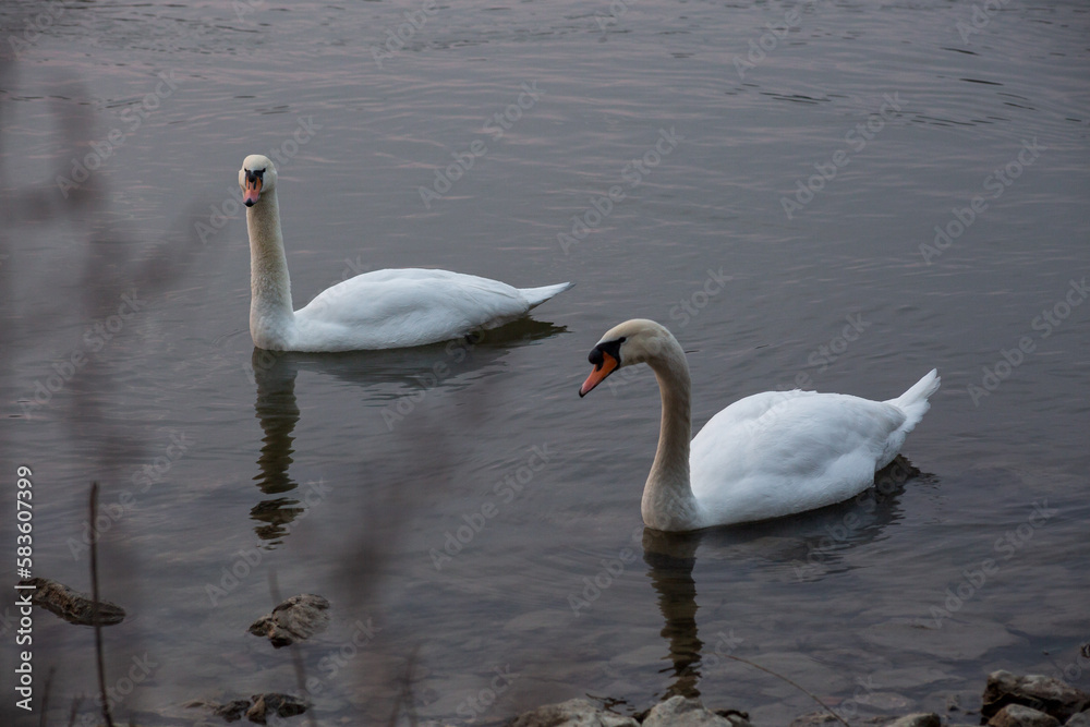 Fototapeta premium White swans swimming in the water on a warm morning