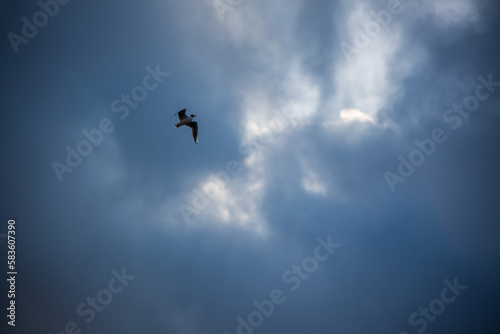Low angle shot of a seagull flying in the dark blue sky