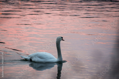 White swan swimming in the water on a warm morning