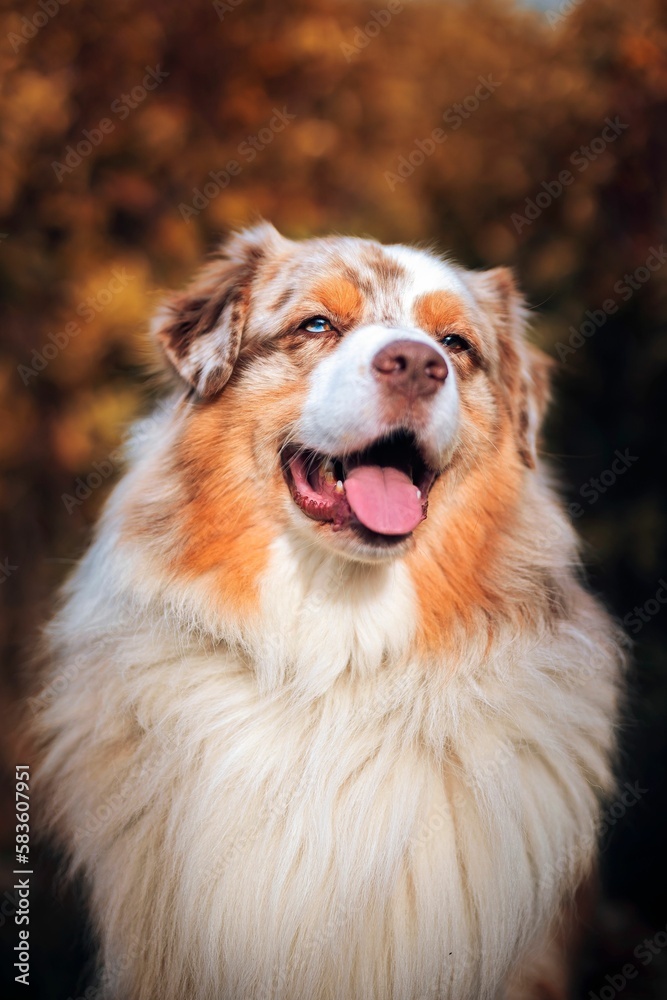 Vertical portrait of a purebred Australian shepherd in the background of autumn trees