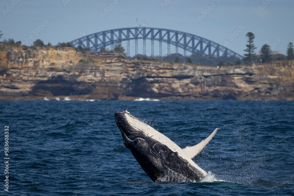 Fototapeta premium Juvenile humpback whale calf breaching with the Sydney Harbour Bridge in the background