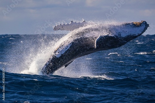 Adult humpback whale breaching off Sydney, Australia