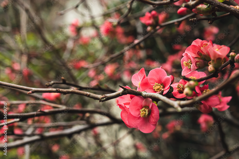 A branch of spring blooming Chaenomeles speciosa closeup, selective focus A branch of spring blooming Chaenomeles speciosa closeup, selective focus