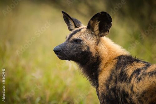Close up image of an African Wilddog in a national park in South Africa