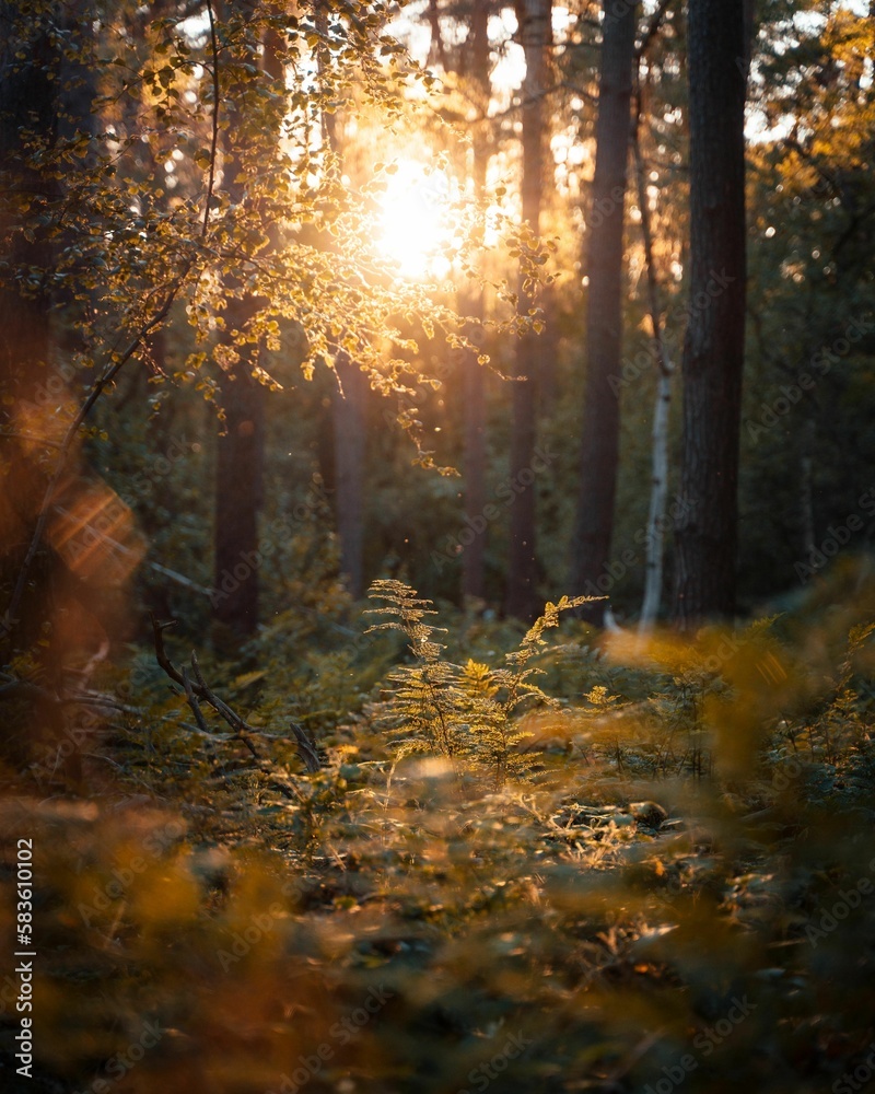 Vertical shot of golden sunlight seeping though dense forest foliage Vertical shot of golden sunlight seeping though dense forest foliage