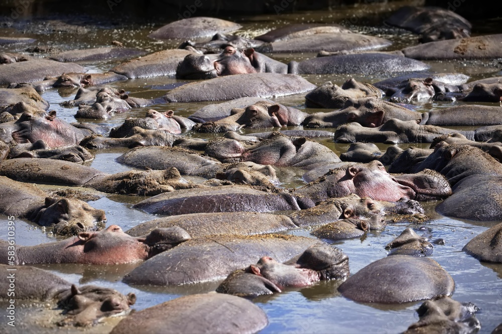 Obraz premium Large group of hippos in shallow water area with rocks in Serengeti, Tanzania