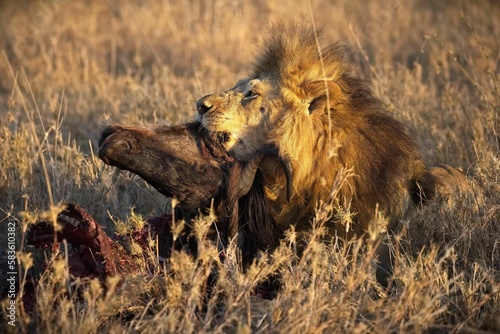 Majestic African lion in the grass, savoring its fresh kill of a wild animal carcass in Serengeti