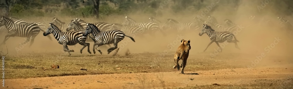 Εκτύπωση καμβά Lion running with other zebras in the distance