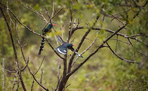 Close up image of a Green Wood Hoopoe in a national park in south africa photo