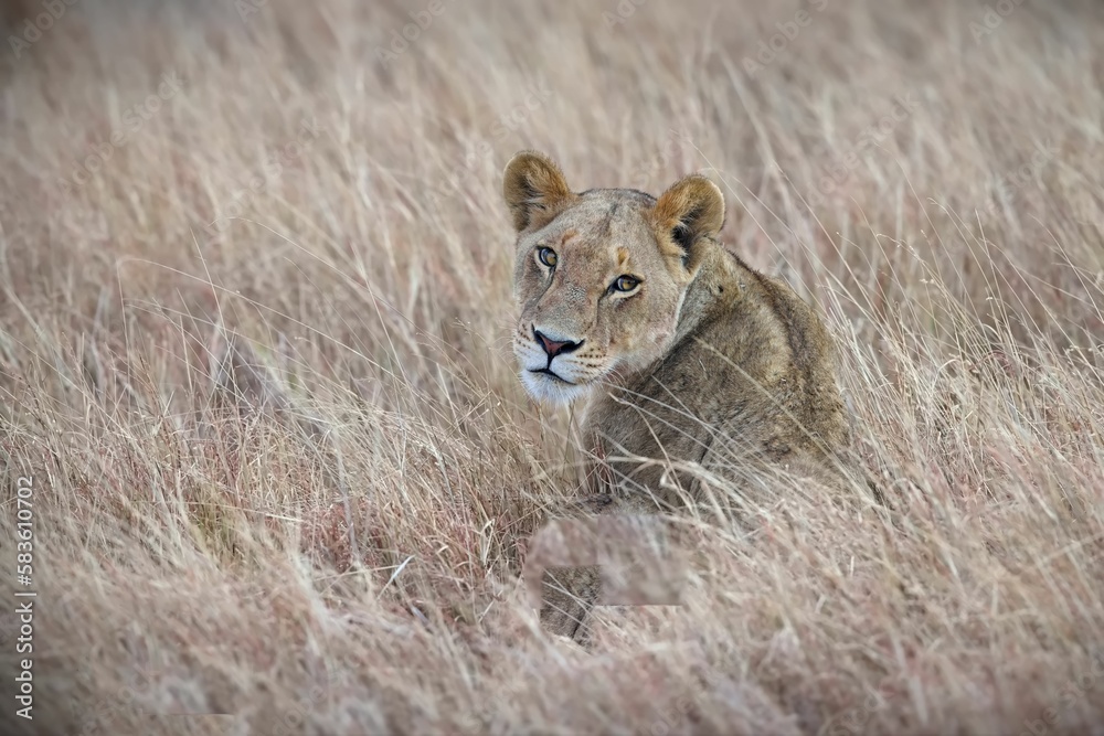 Young lion sitting in the tall yellow grass in Serengeti, Tanzania Young lion sitting in the tall yellow grass in Serengeti, Tanzania