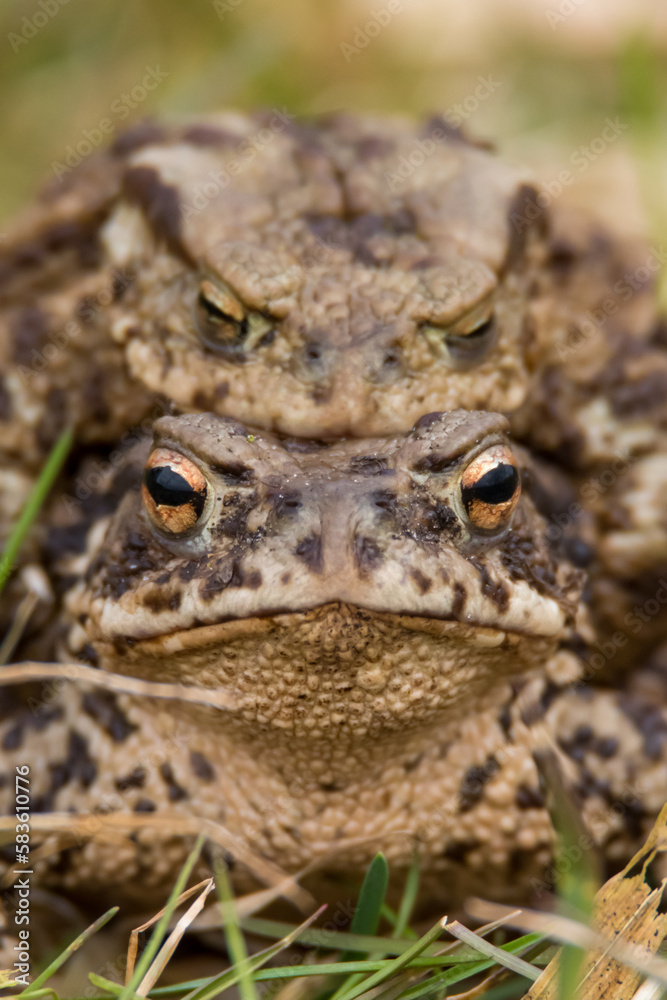 Fototapeta premium frog on the ground