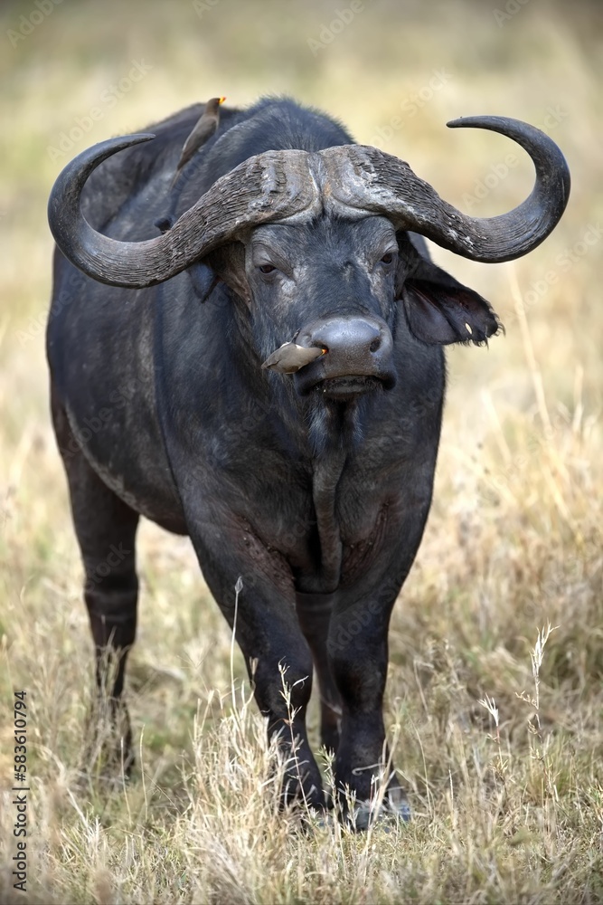 African buffalo walking in a grassy meadow in Serengeti, Tanzania African buffalo walking in a grassy meadow in Serengeti, Tanzania