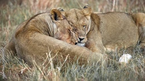 Two majestic African lions resting peacefully in a lush grassy landscape