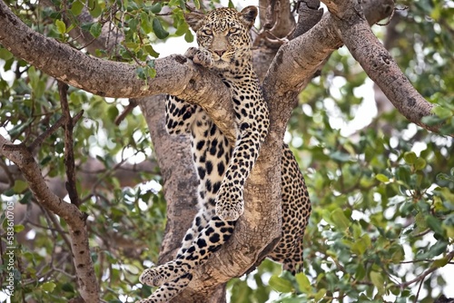 Majestic leopard relaxing in the tree in Serengeti, Tanzania