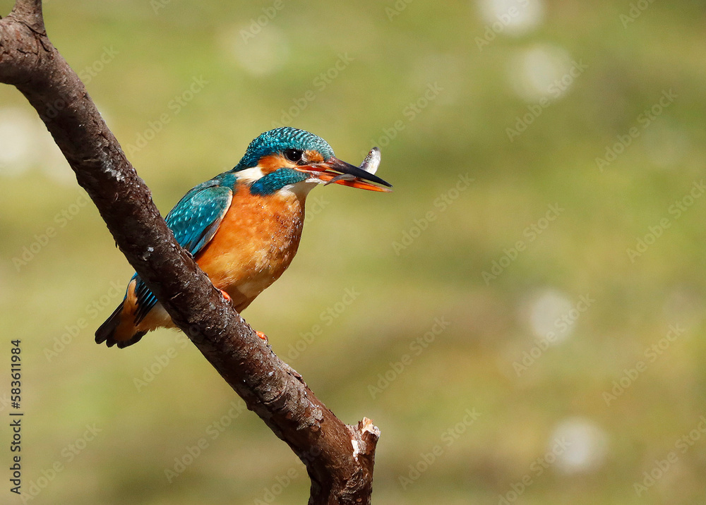 Obraz premium A Common Kingfisher (alcedo atthis) in the Reed, Germany