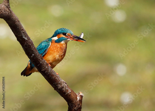 A Common Kingfisher (alcedo atthis) in the Reed, Germany