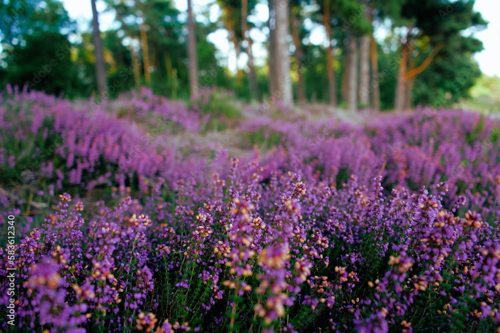 Naklejka premium Purple lavender bushes with trees in the background