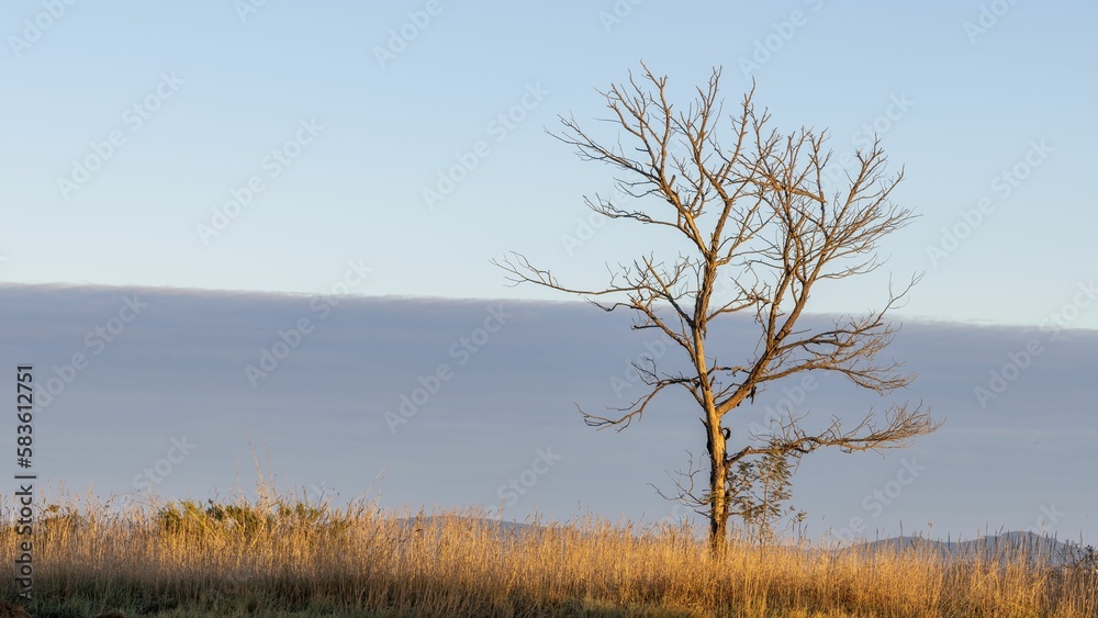 Fototapeta premium Dead tree at sunrise with warm light on dry grass and bank of cloud in background